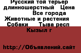 Русский той-терьер длинношерстный › Цена ­ 7 000 - Все города Животные и растения » Собаки   . Тыва респ.,Кызыл г.